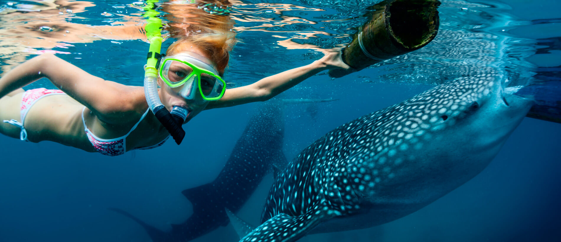 Swimming with Whale Shark Adventure